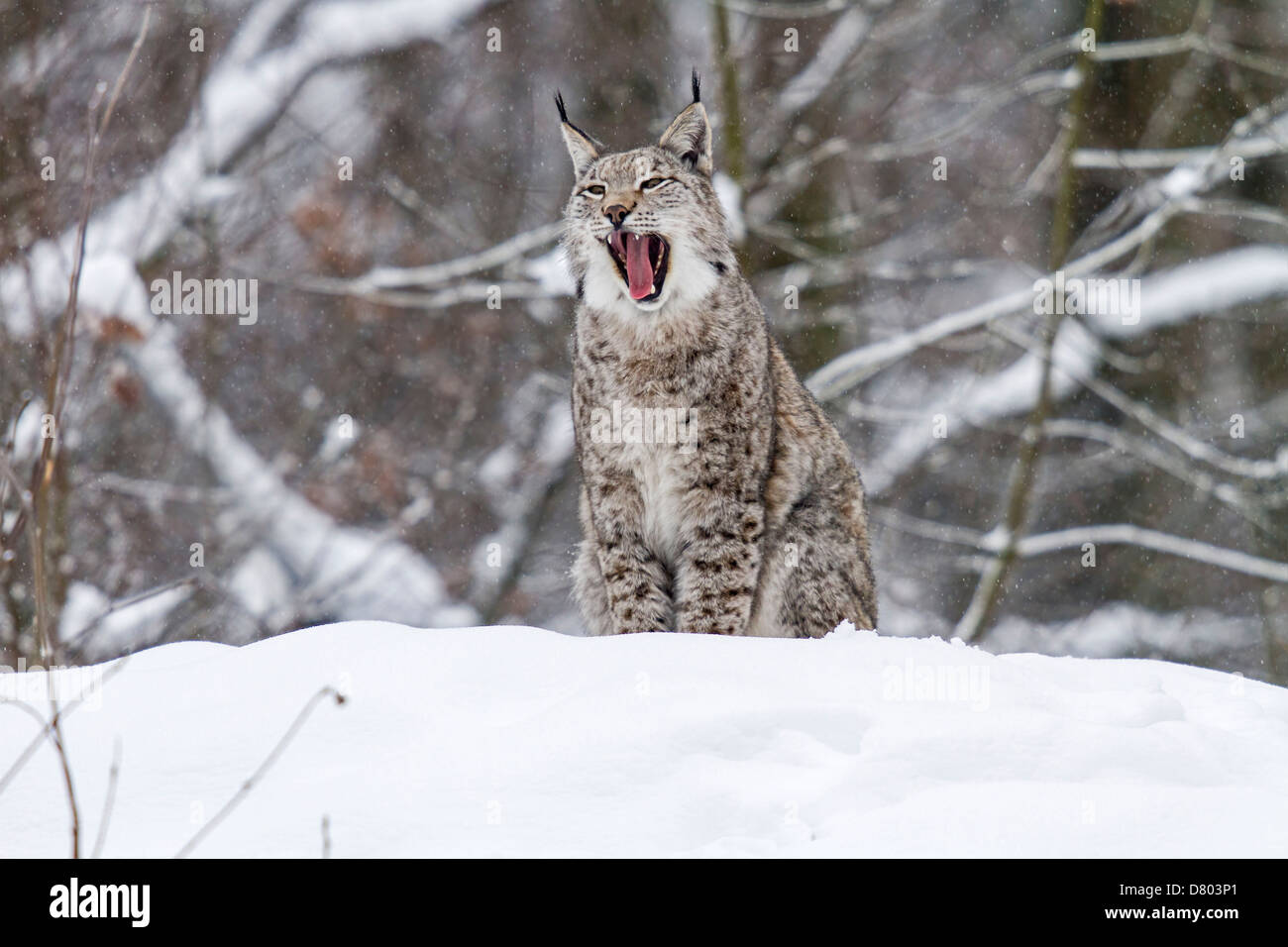 Eurasian lynx adult yawning hi-res stock photography and images - Alamy