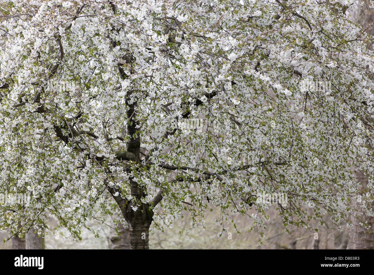 Cherry Tree In London Saint Jame S Park Stock Photo 56551351 Alamy