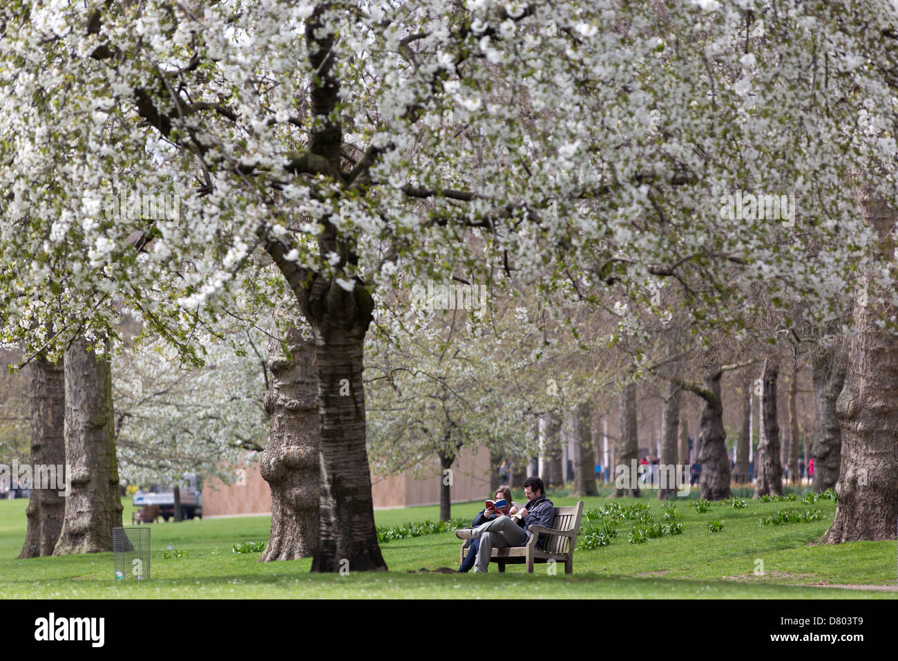 Cherry tree in London Saint Jame's park Stock Photo - Alamy