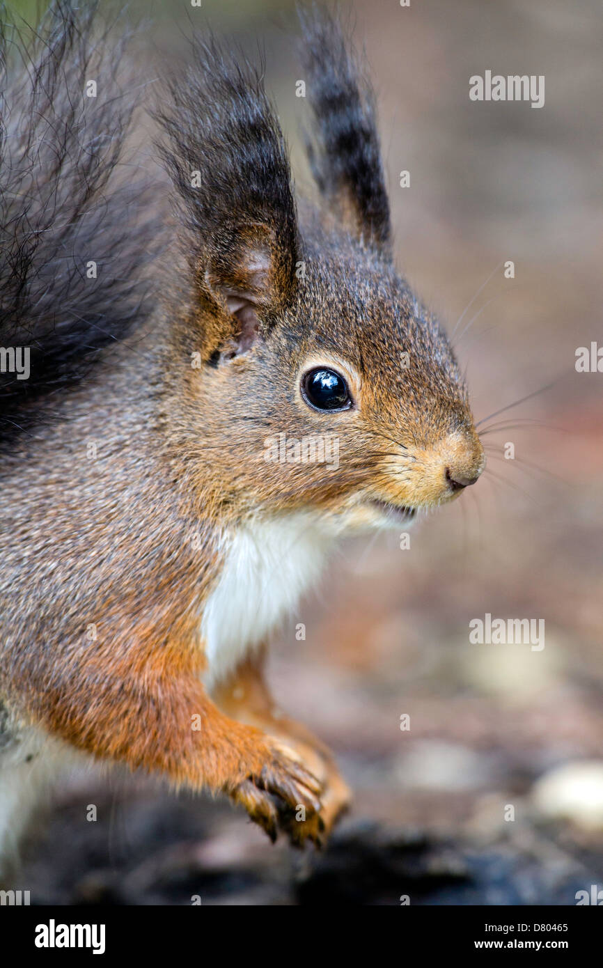 Eurasian red squirrel Stock Photo - Alamy