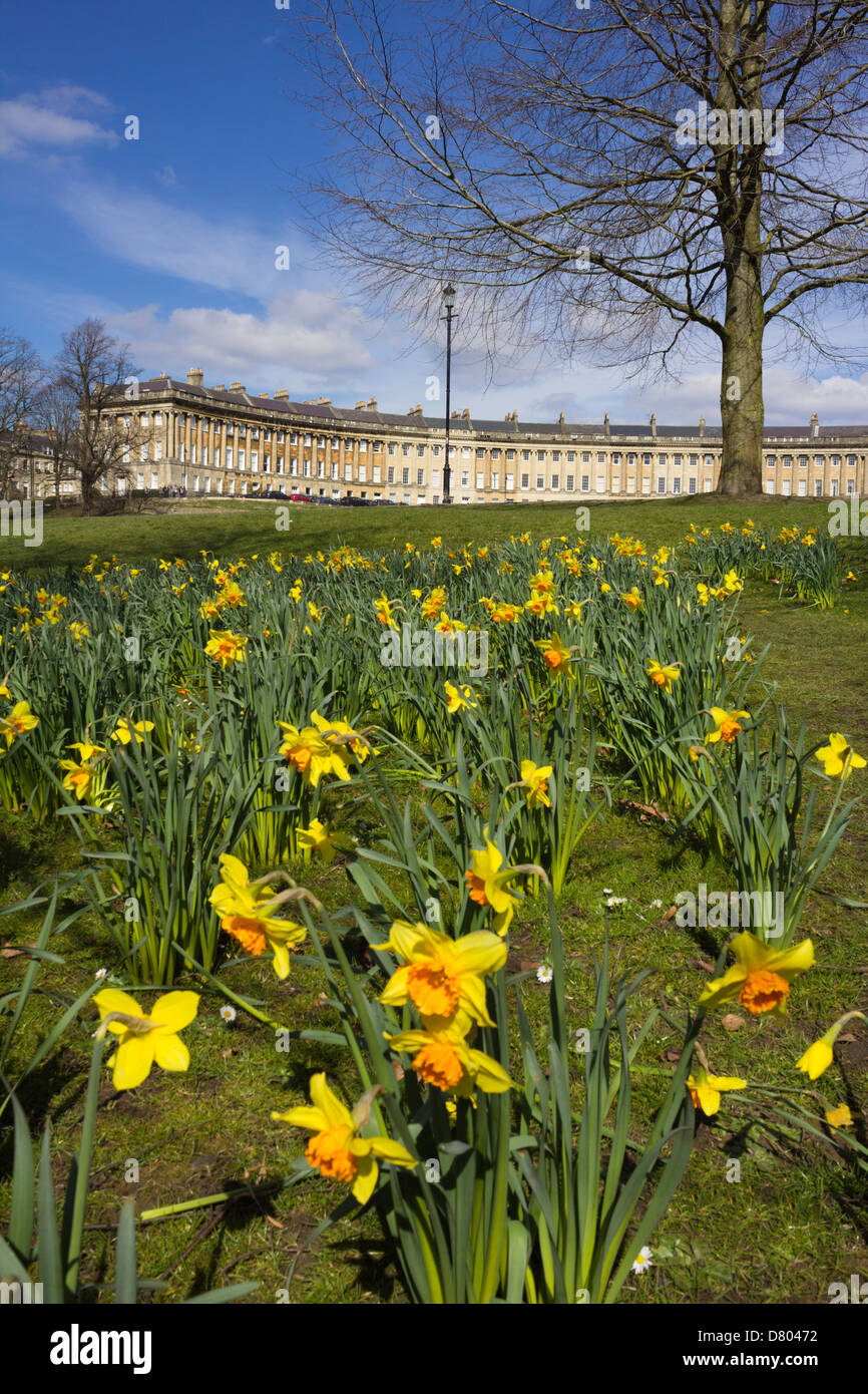 Royal Crescent with spring Daffodils Stock Photo