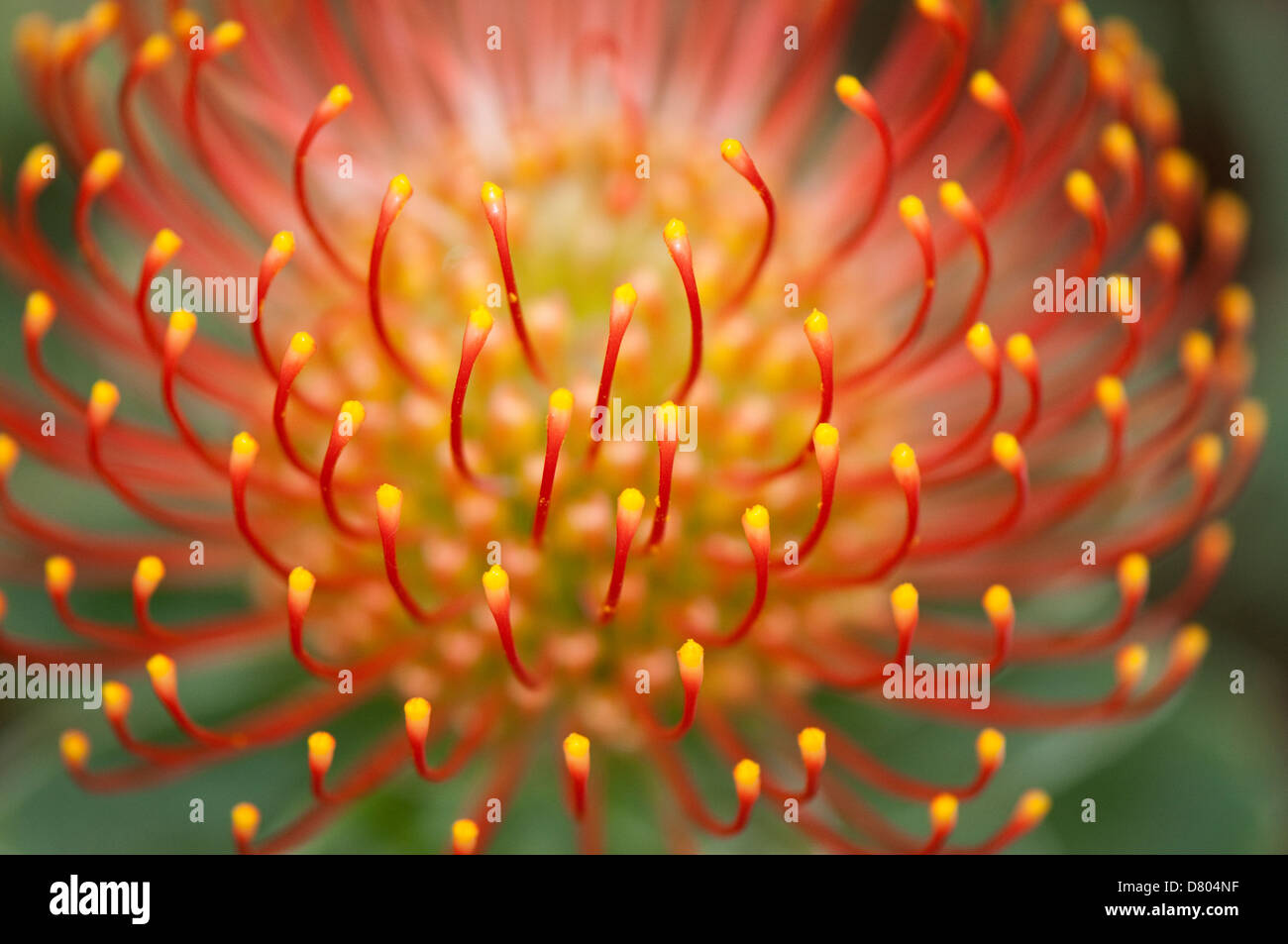 Close-up 'macro' image showing a Protea flower head, (spider or pin cushion flower). Stock Photo