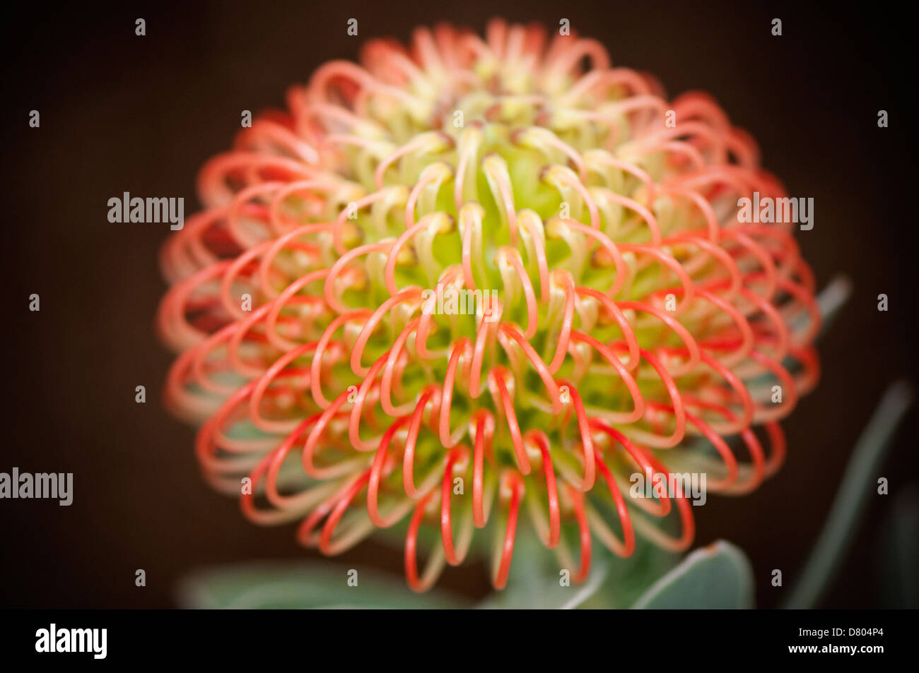 Close-up 'macro' image showing a newly formed Protea flower head, (spider or pin cushion flower). Stock Photo