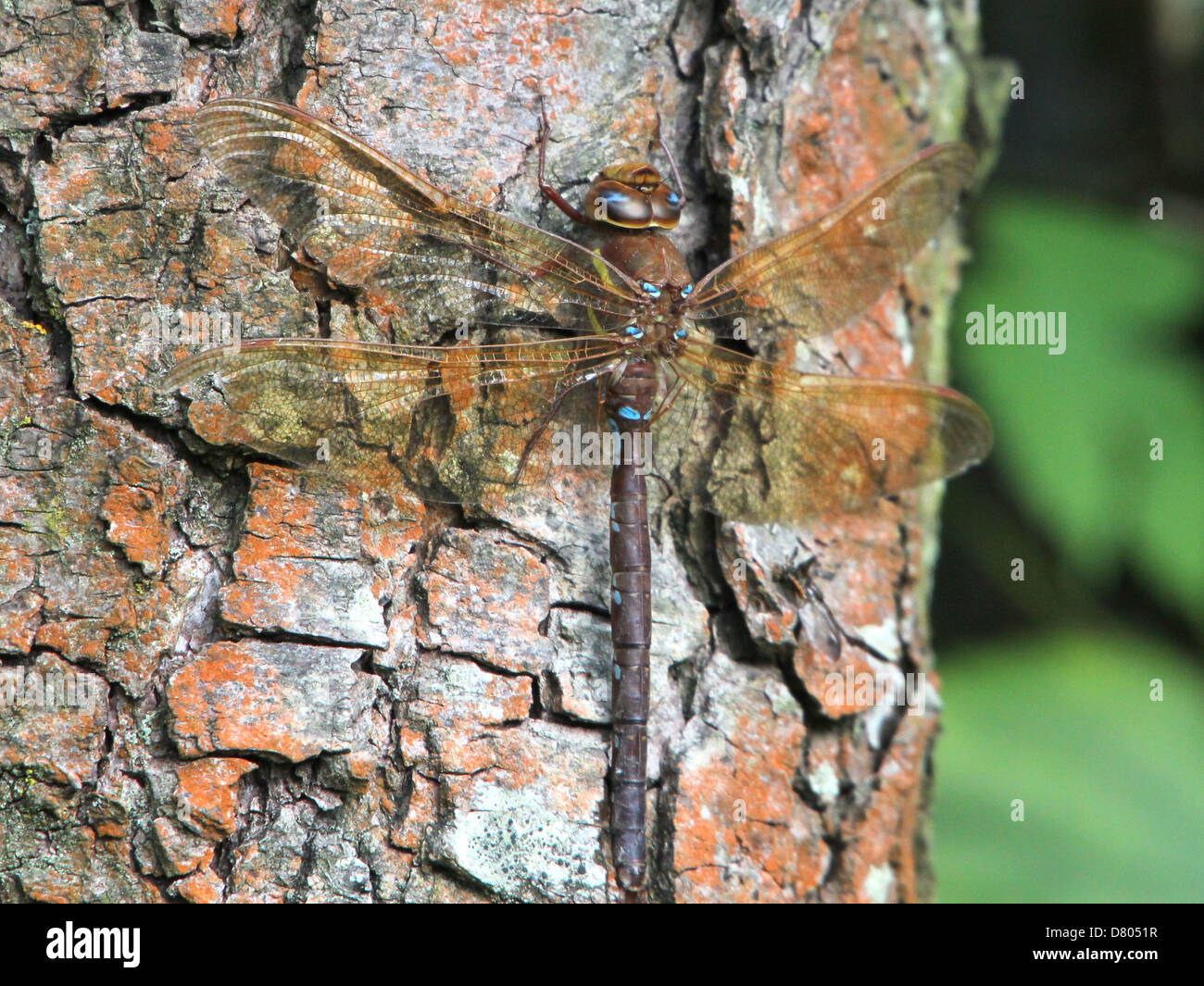 Close-up of a the large European Brown Hawker (Aeshna grandis) dragonfly Stock Photo