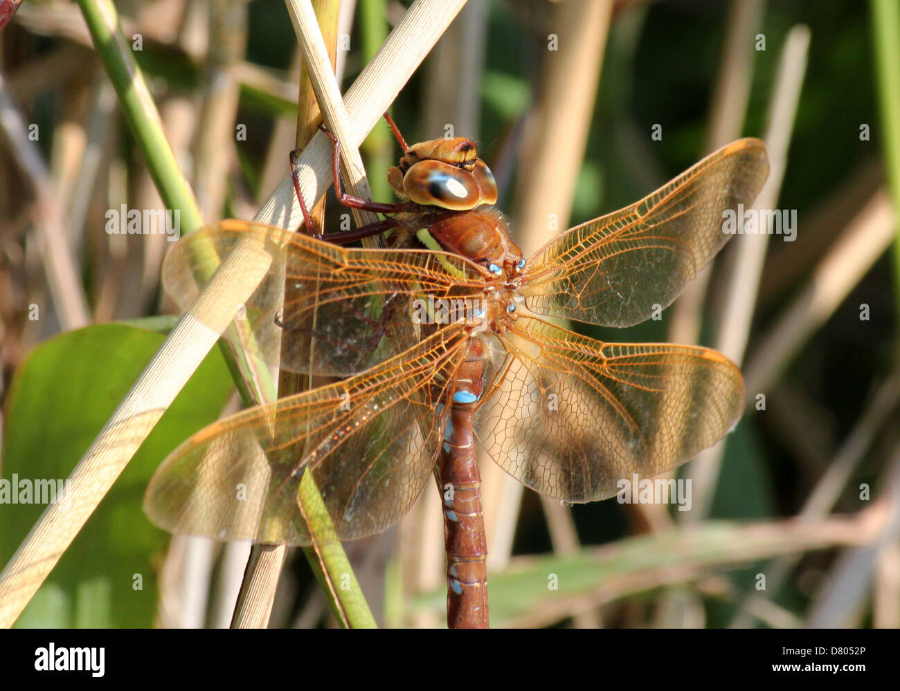 Close up Of A The Large European Brown Hawker Aeshna Grandis close-up-of-a-the-large-european-brown-hawker-aeshna-grandis