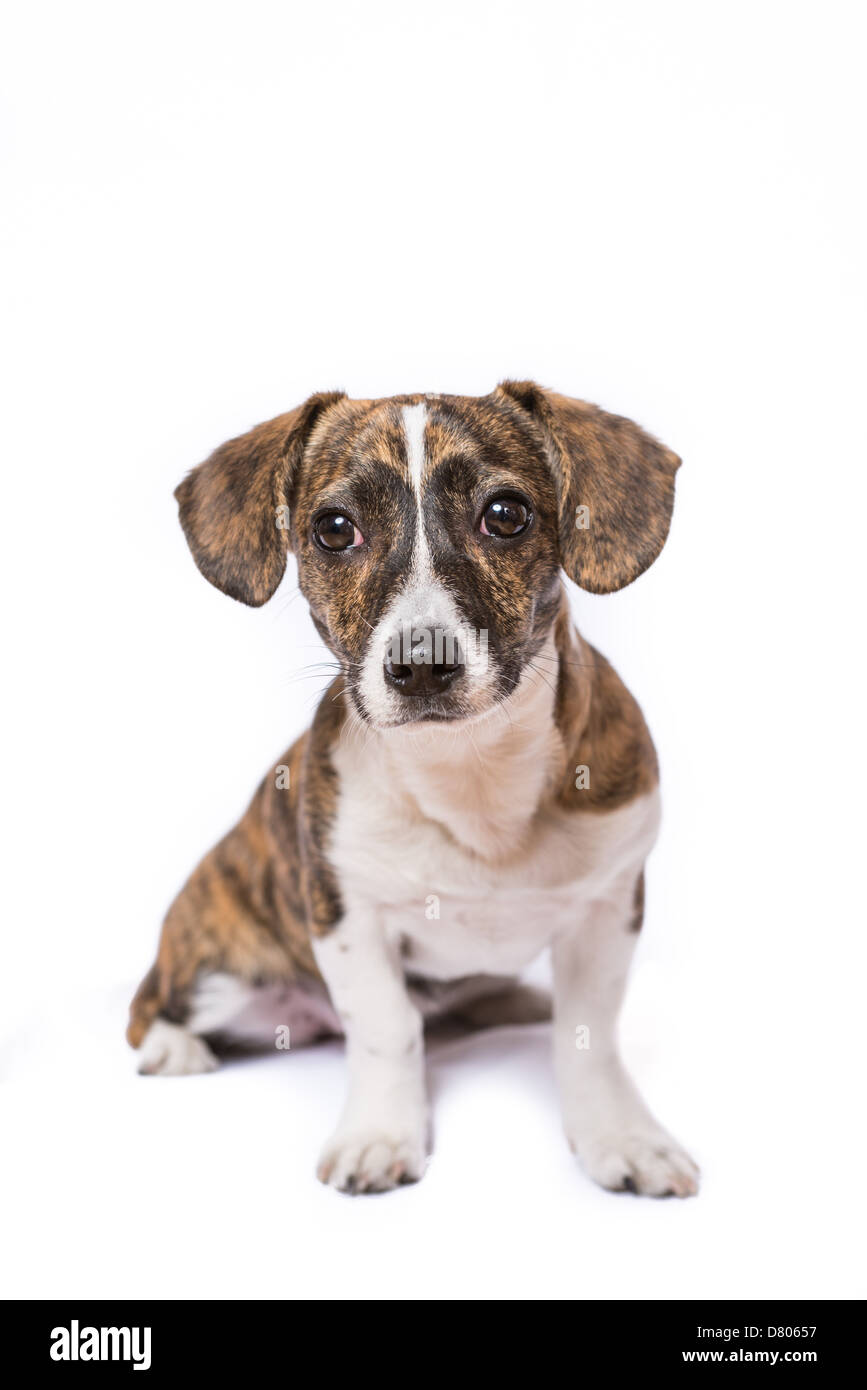 A puppy with Brindle patterning in a studio setting. Stock Photo
