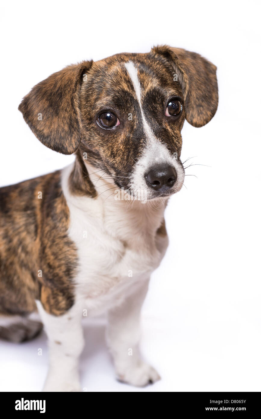 A puppy with Brindle patterning in a studio setting. Stock Photo