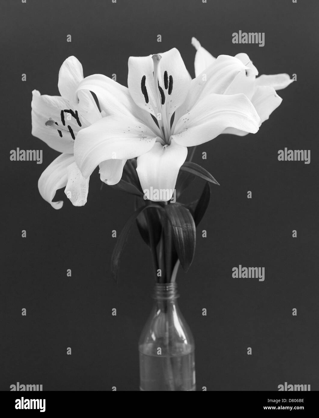 Lily flower lilies Black and White Stock Photos & Images - Alamy