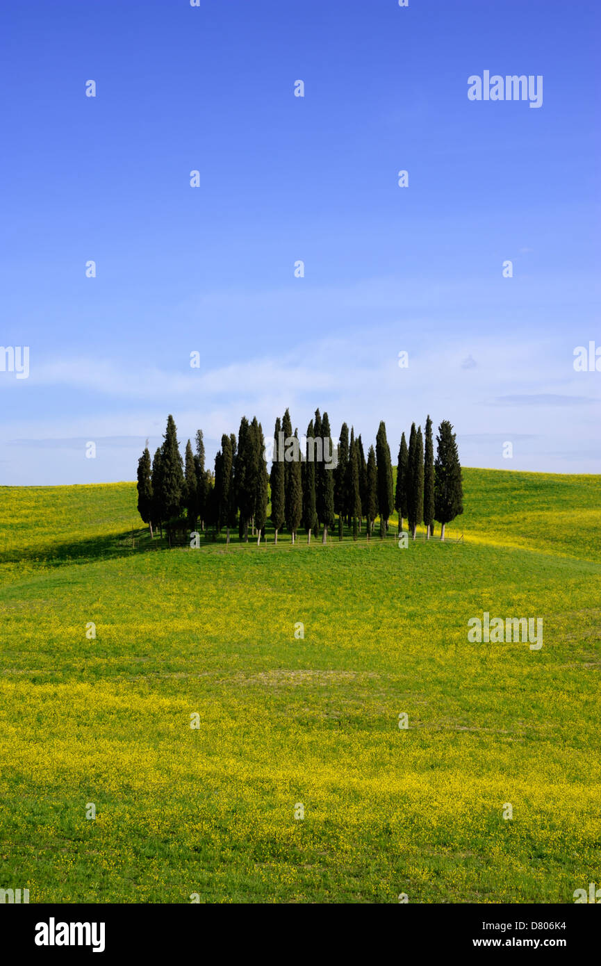 italy, tuscany, val d'orcia, countryside, cypress trees Stock Photo