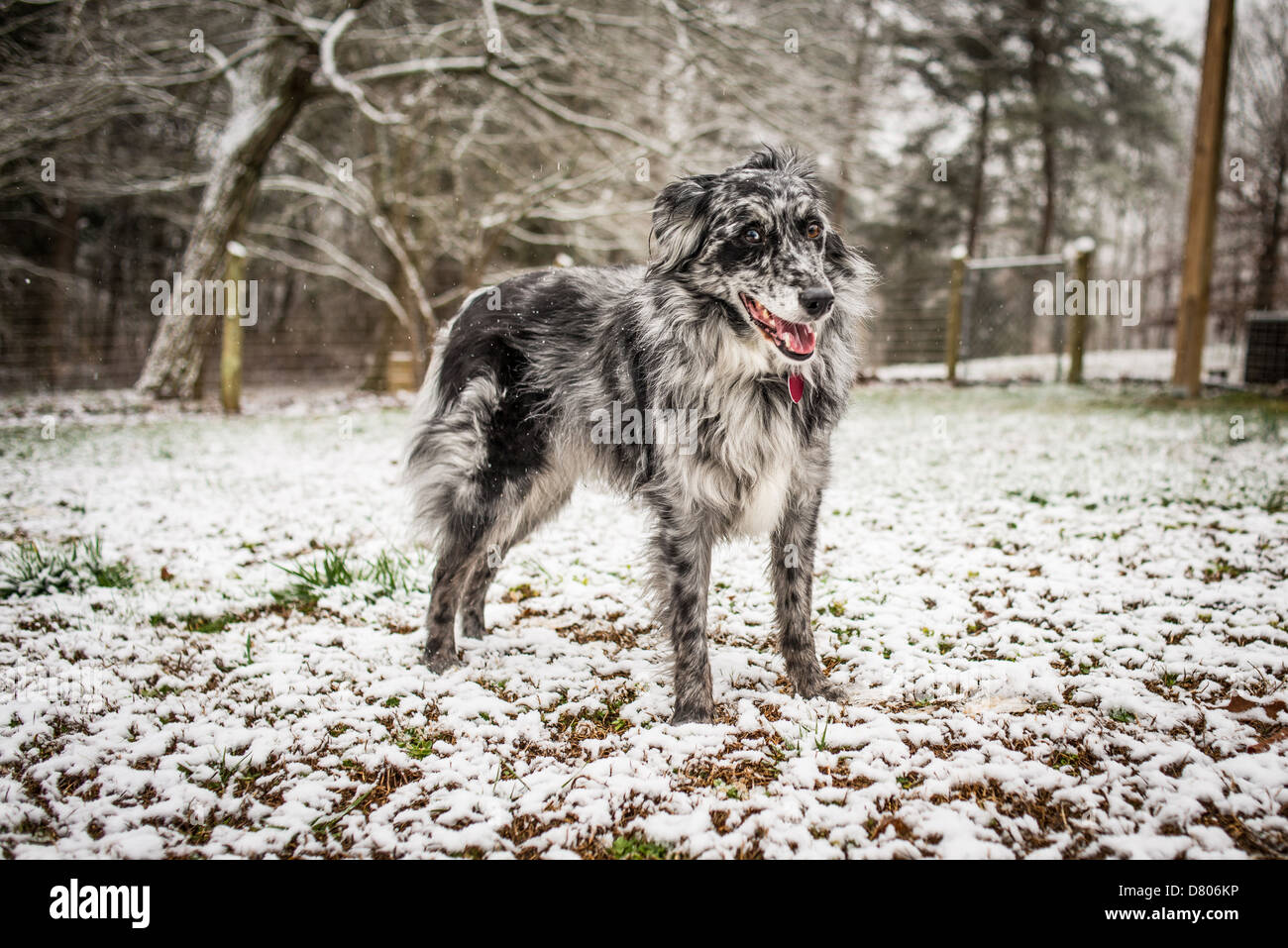 A Blue Merle Australian Shepherd in snow. Stock Photo