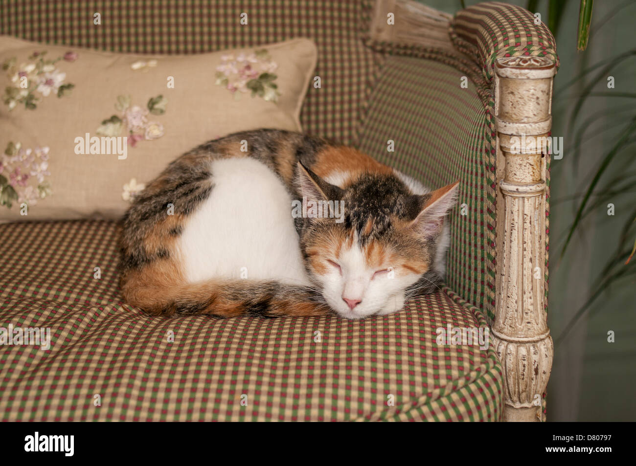 Indoor Cat Sleeping Stock Photos Indoor Cat Sleeping Stock