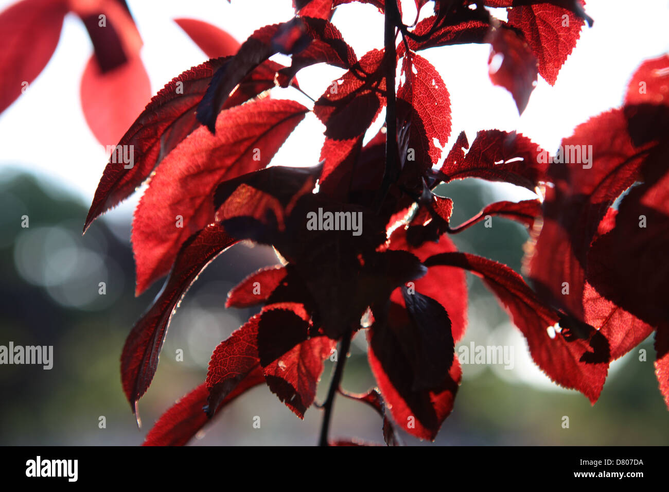 leaf and lights tree shine Stock Photo
