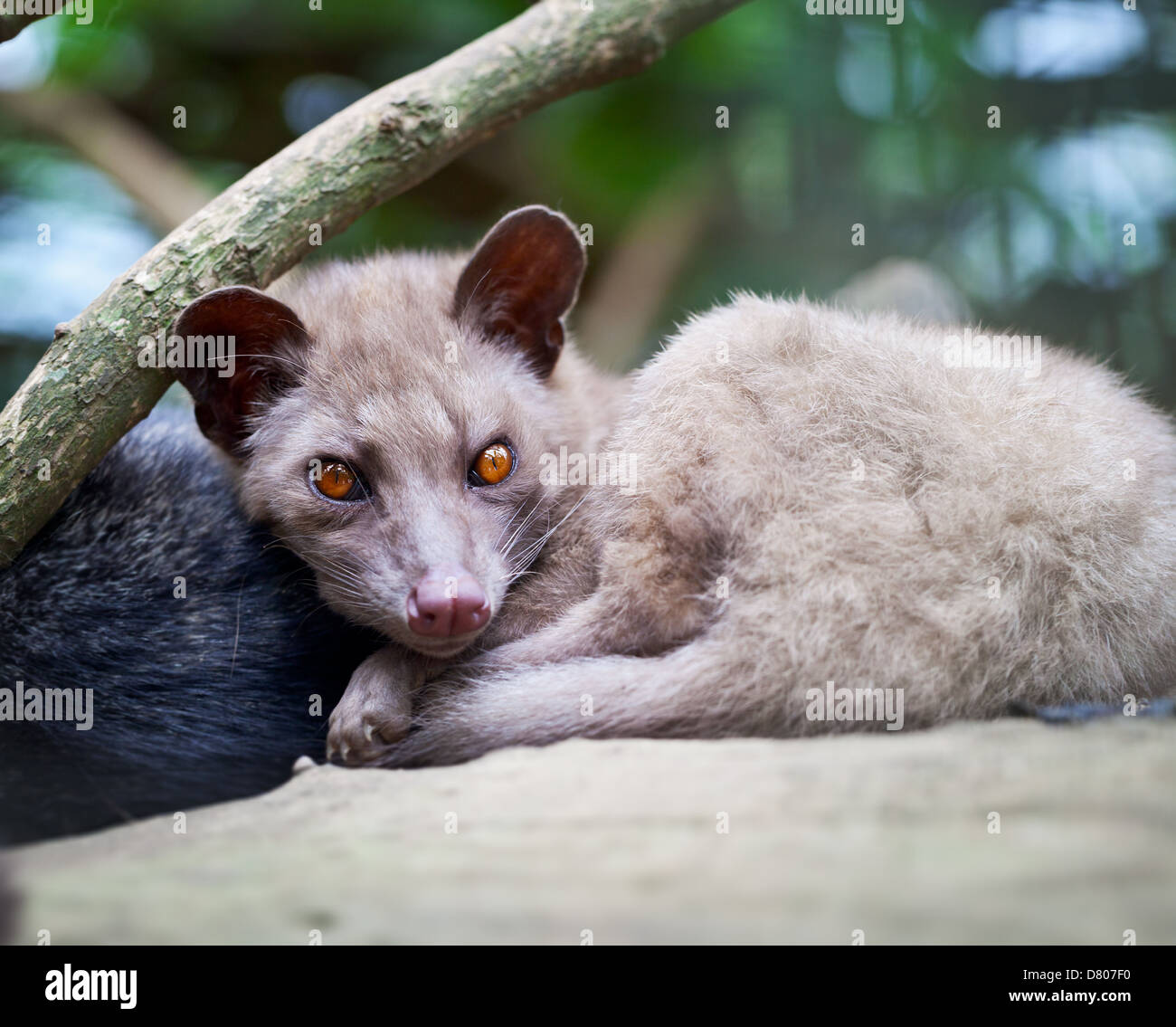 Asian Palm Civet - The animal used for the production of expensive coffee Kopi Luwak Stock Photo