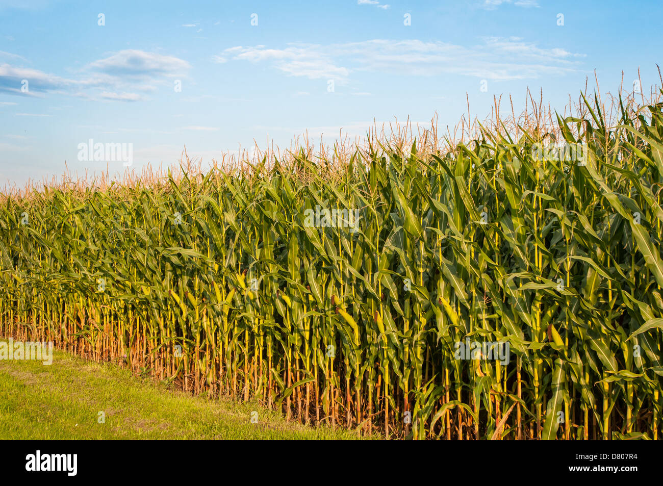 Rows of corn in Bowenville, Ontario, CA. Stock Photo