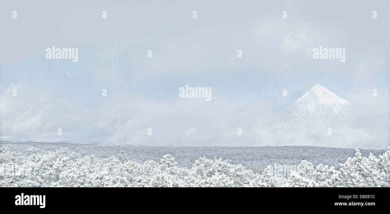 Trees in snowy landscape Stock Photo - Alamy
