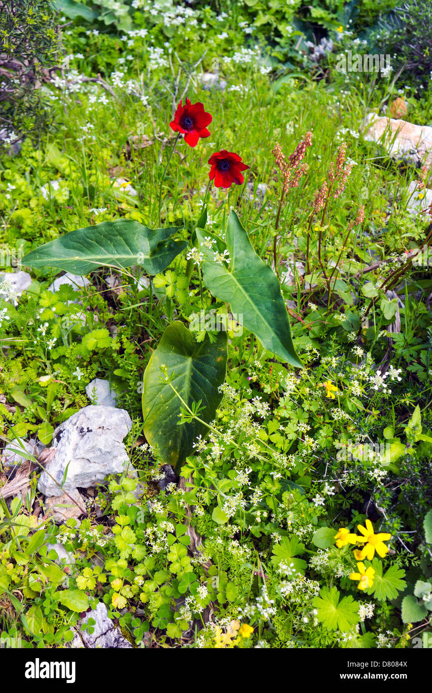 Growing wild flowers hi-res stock photography and images - Alamy