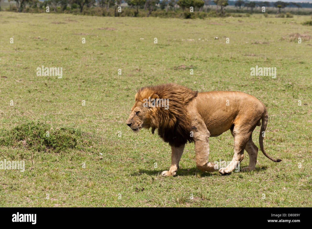 Lion (Panthera leo), Masai Mara, Kenya Stock Photo - Alamy