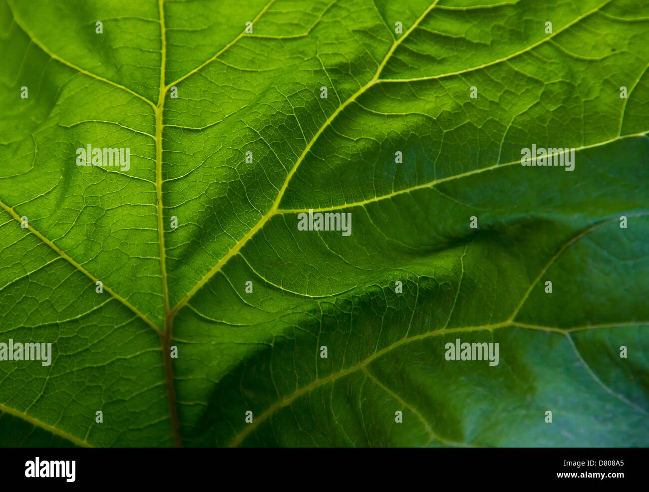 Close up of veins in green leaf Stock Photo - Alamy