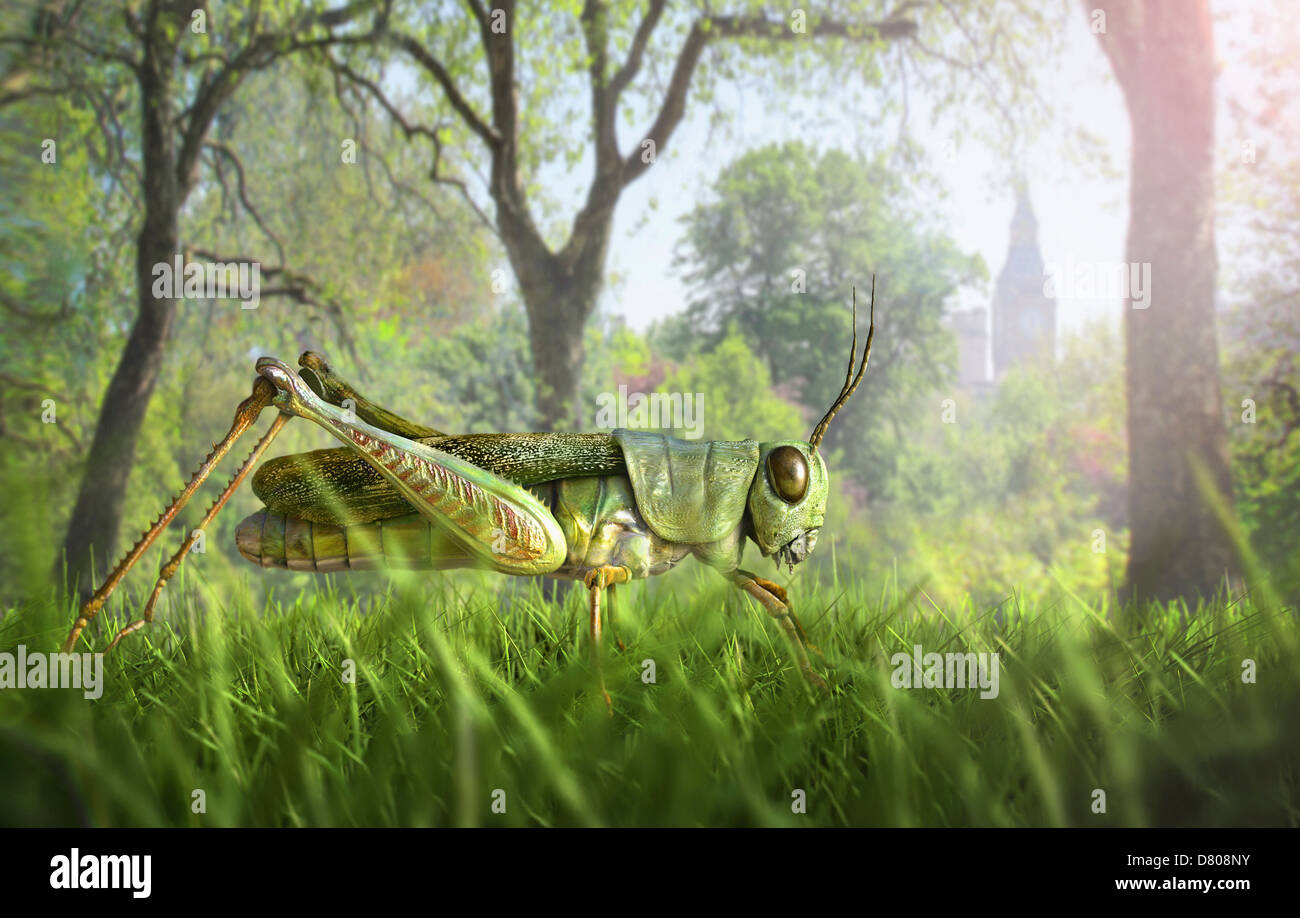 Illustration of cricket in grass Stock Photo