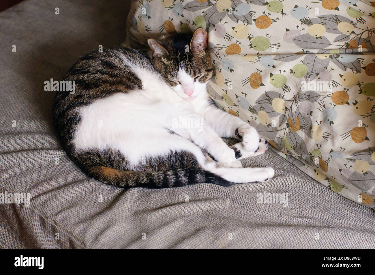 A cat asleep on a couch Stock Photo - Alamy