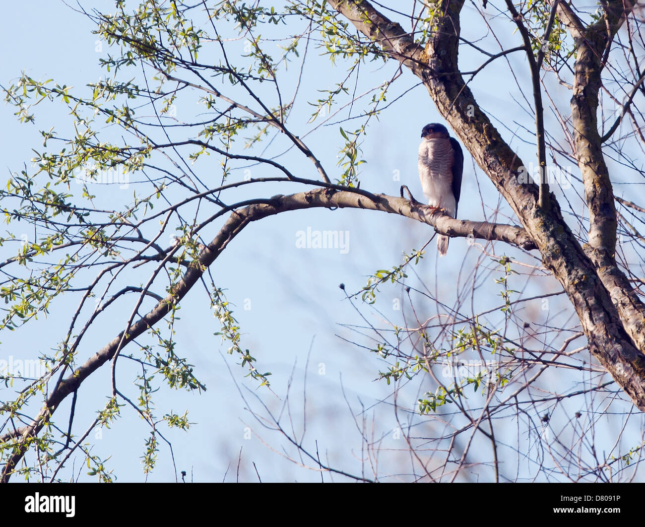 Wild Male Sparrowhawk (Accipiter nisus) perched in tree looking for prey Stock Photo