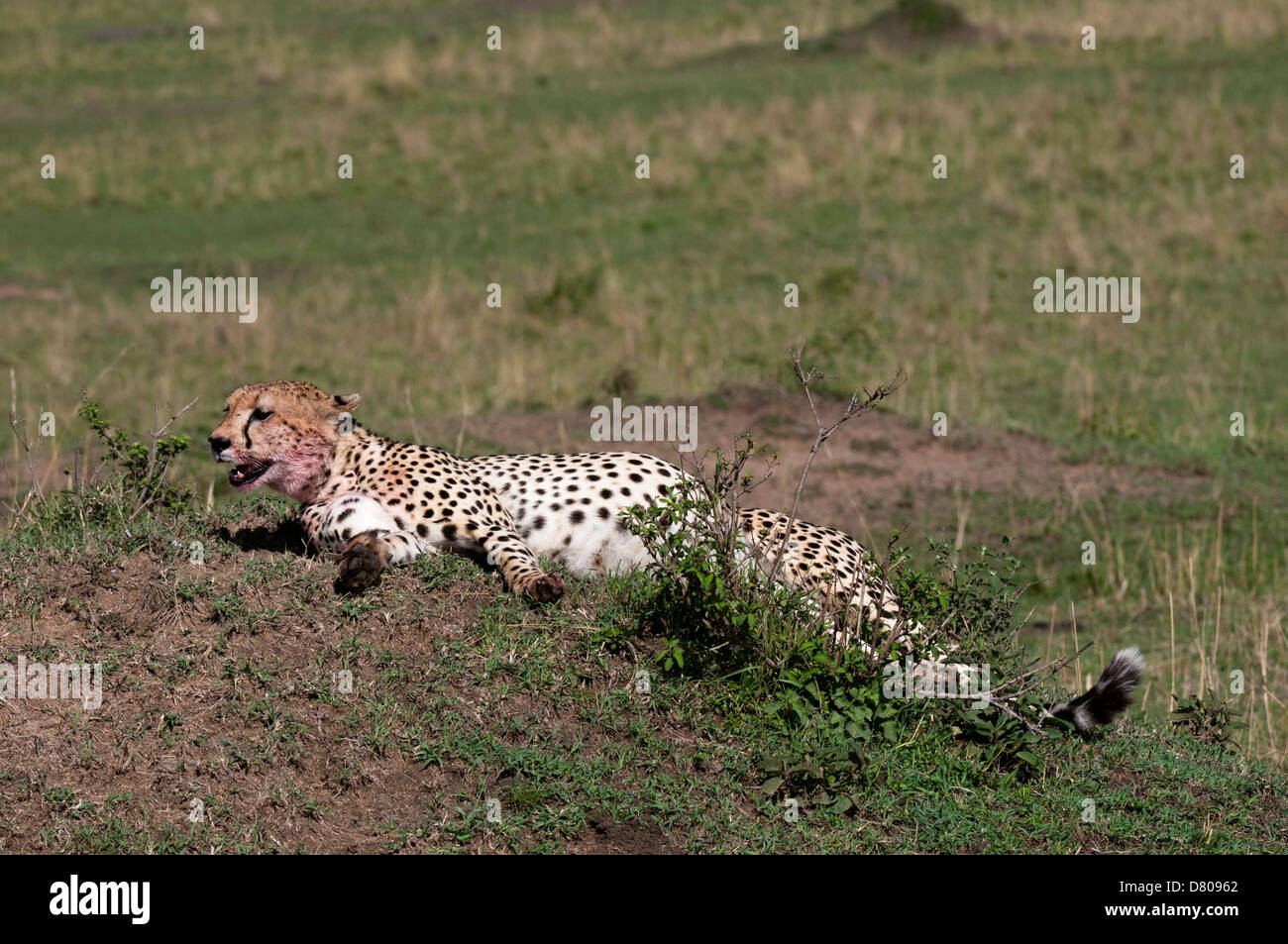 Cheetah, (Acynonix jubatus), Masai Mara, Kenya Stock Photo