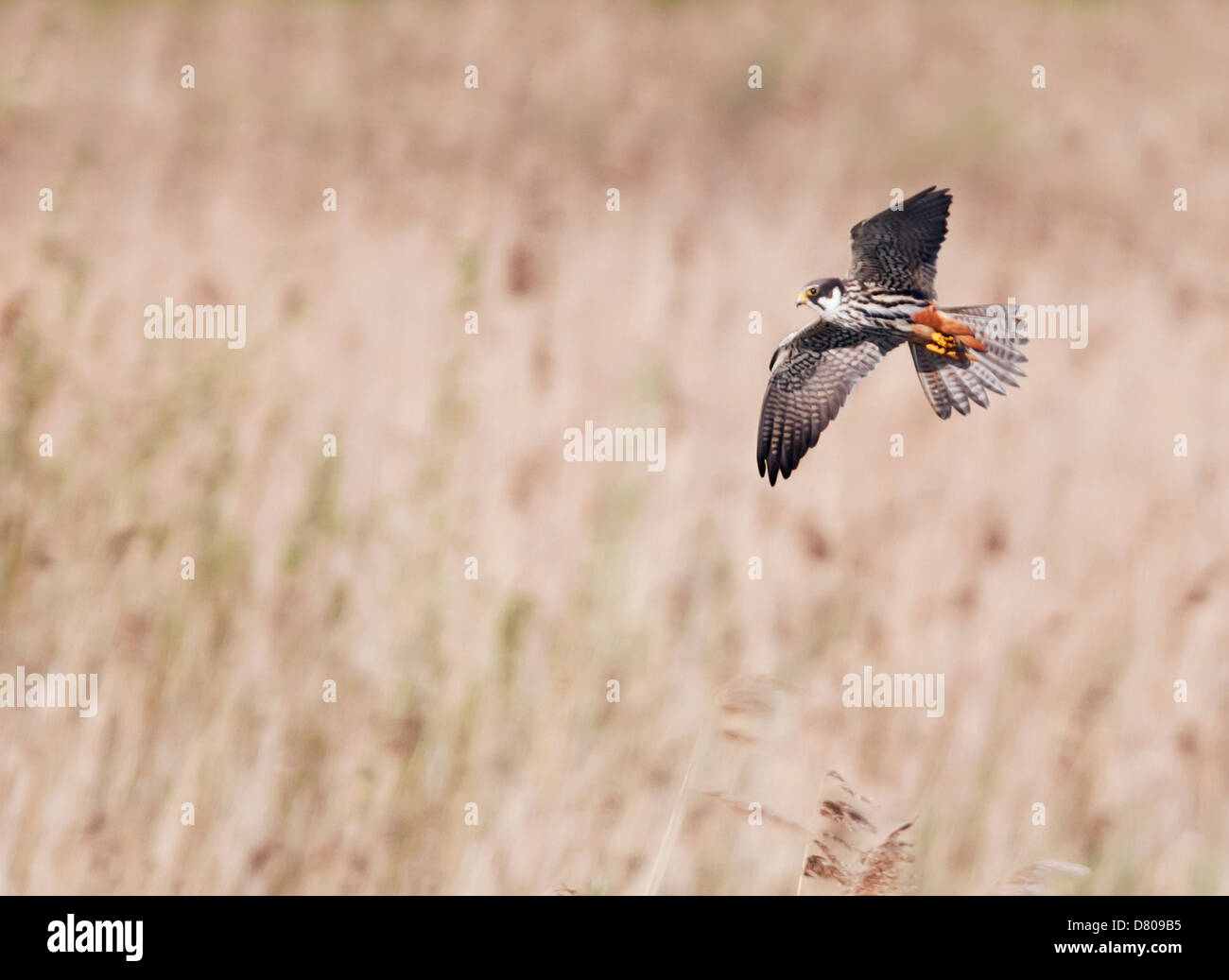 Hobby (Falco subbuteo) in flight over reed bed in Warwickshire Stock Photo