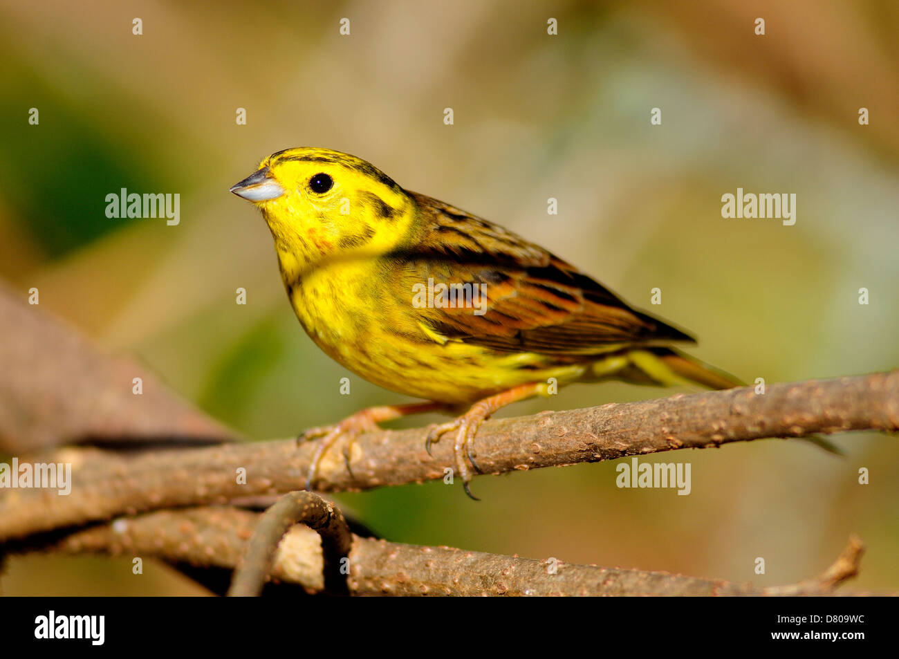 A yellowhammer Stock Photo