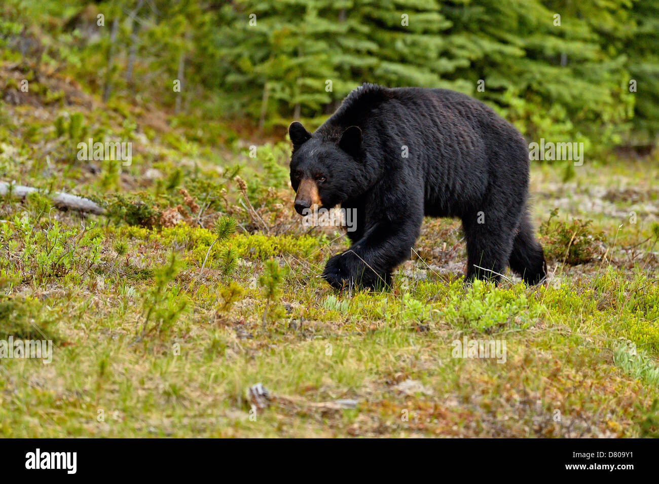 American Black bear, Ursus americanus, Foraging for roadside plants