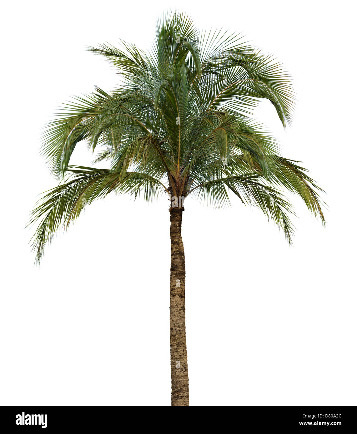 Palm Tree No Background