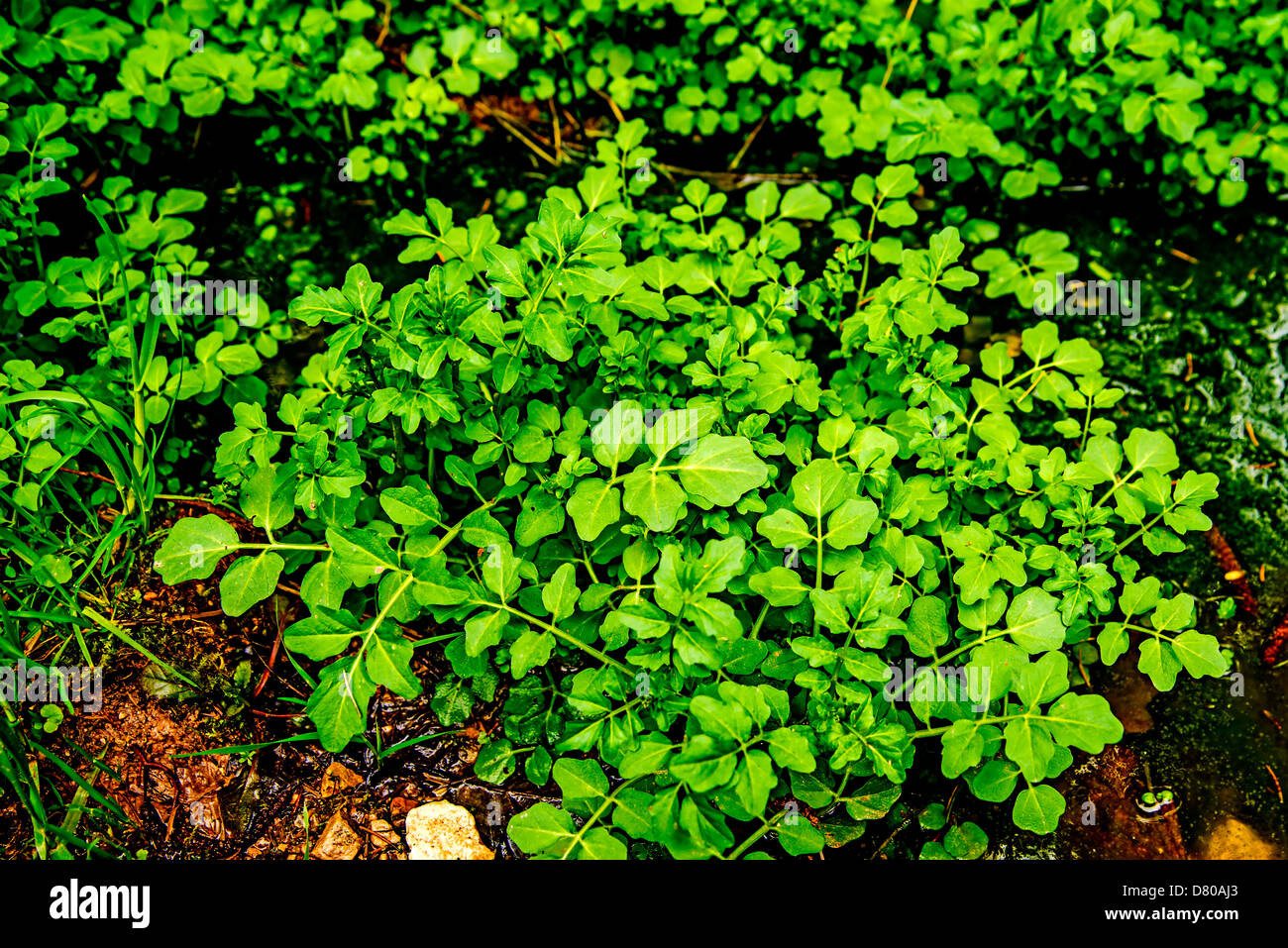 water cress, Nasturtium officinale Stock Photo