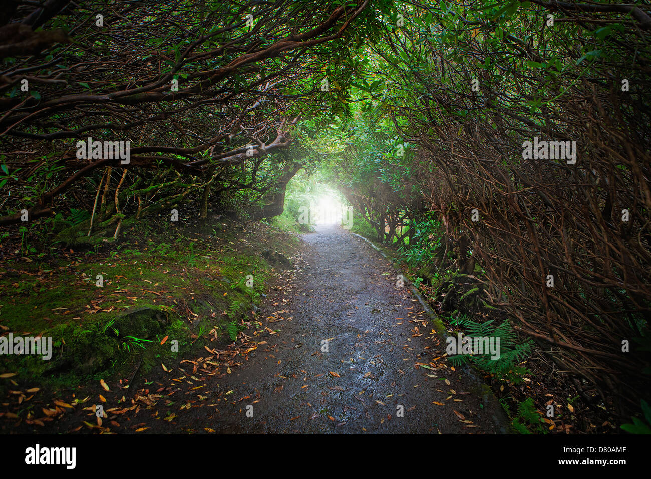 Paved road in forest Stock Photo