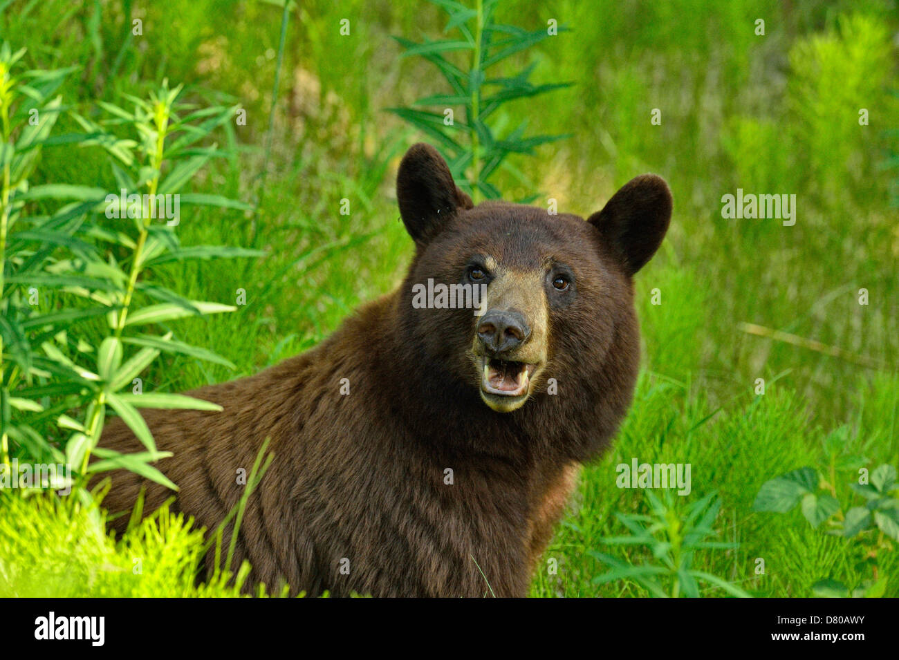 American Black bear, Ursus americanus, Cinnamon variety Feeding on roadside plants Jasper National Park, Alberta, Canada Stock Photo