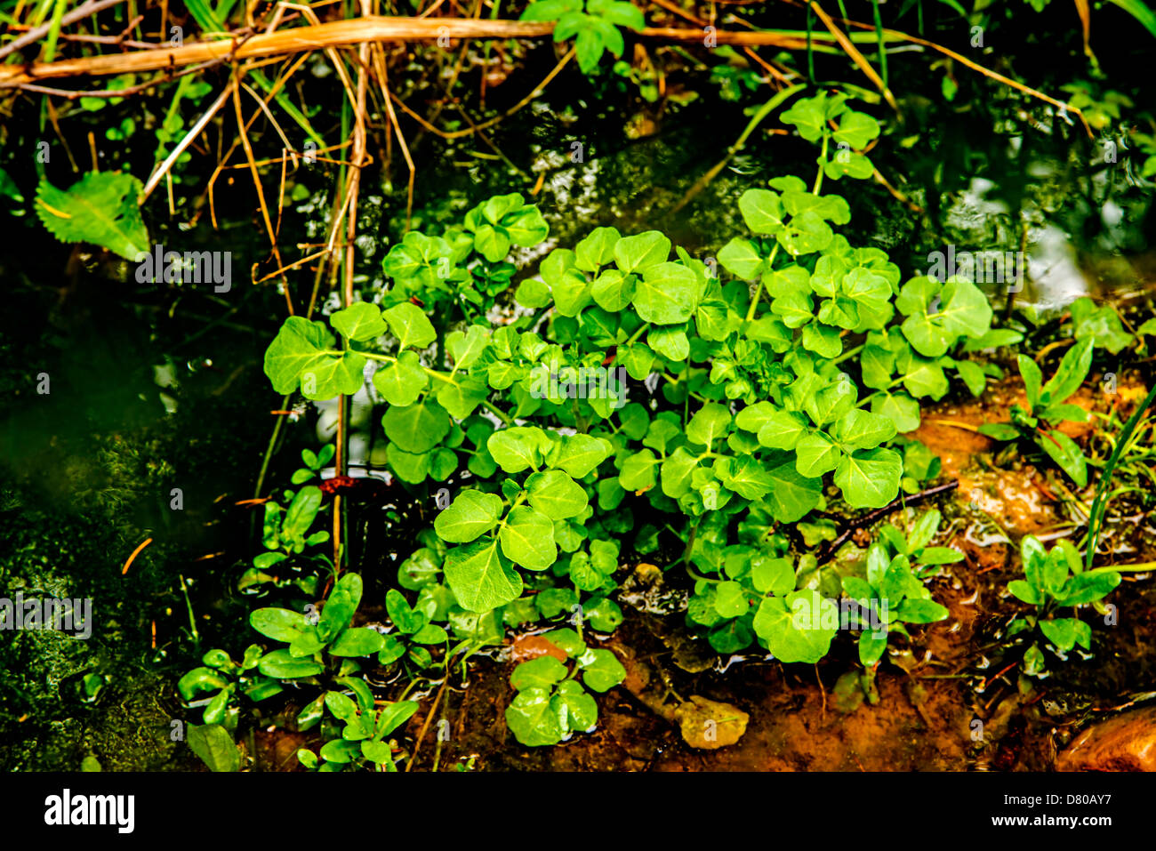 water cress, Nasturtium officinale Stock Photo