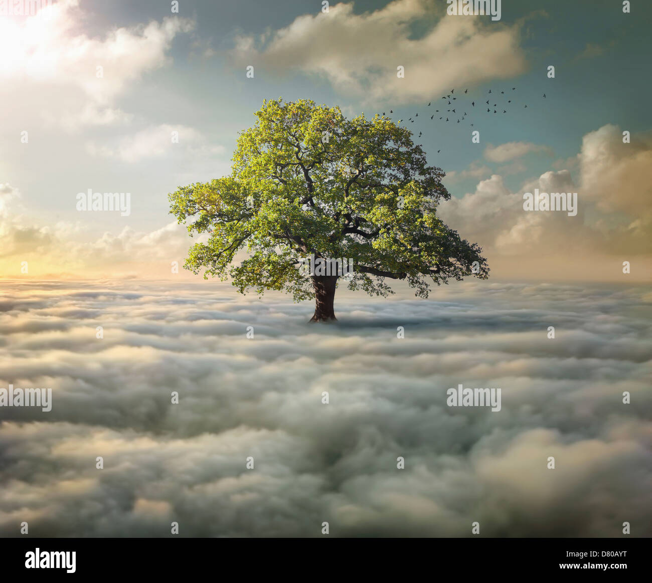 Tree growing in clouds Stock Photo Alamy