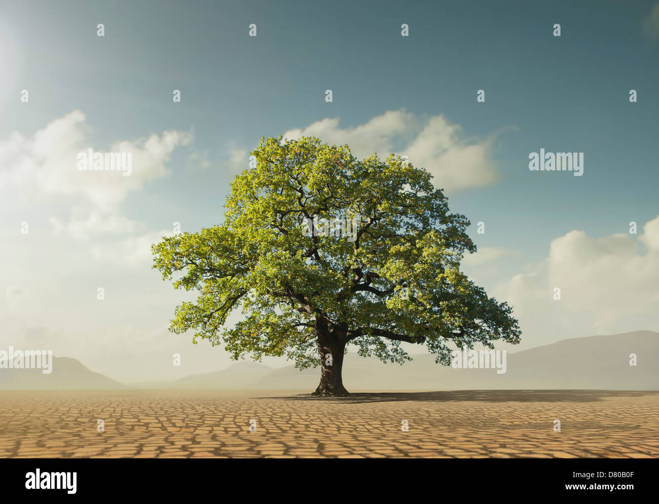Tree growing in desert Stock Photo - Alamy