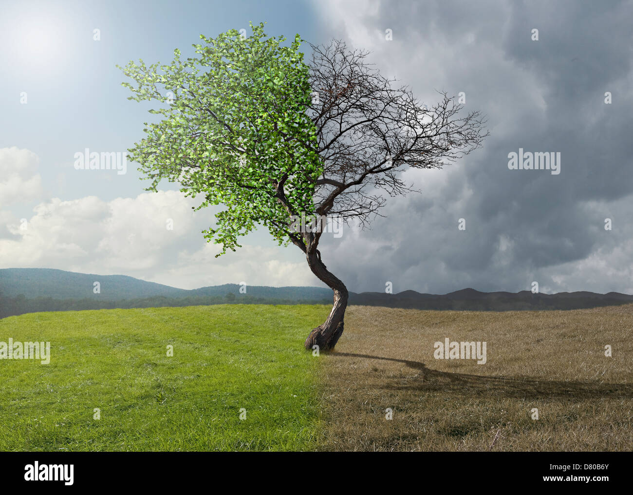 Half Dead Tree High Resolution Stock Photography And Images Alamy Half Dead Tree High Resolution Stock Photography And Images Alamy
