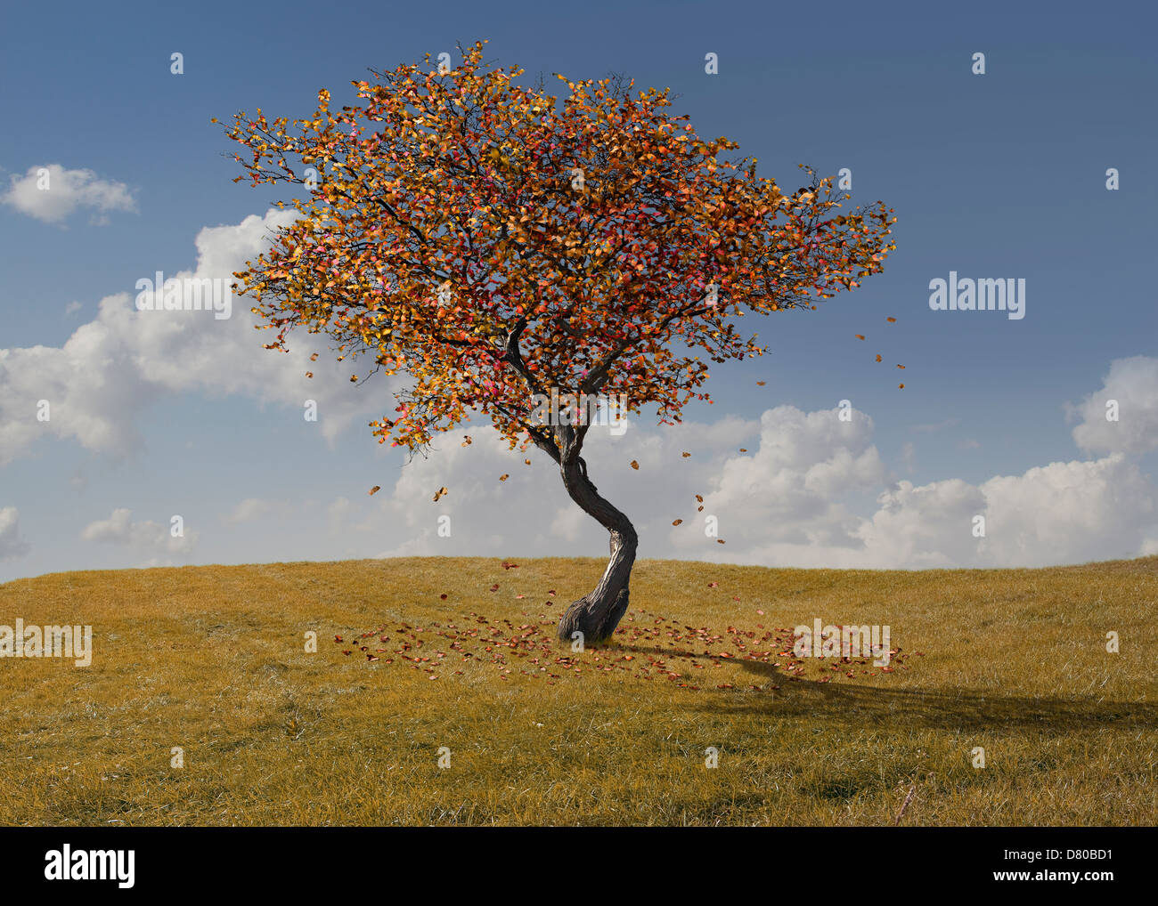 Autumn tree growing in rural landscape Stock Photo - Alamy