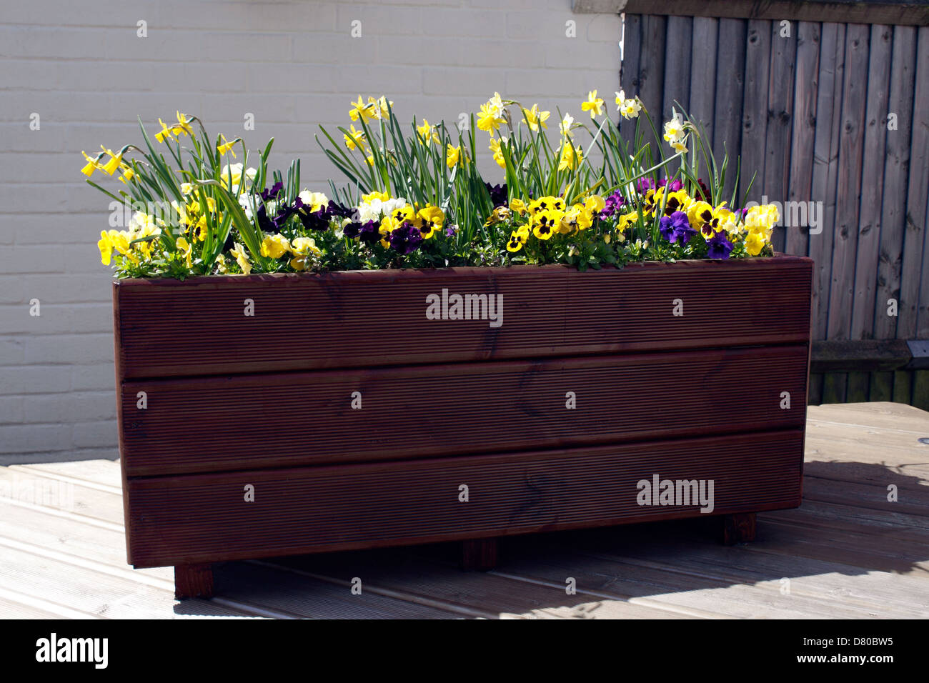 SPRING BULBS GROWING IN A WOODEN PLANTER Stock Photo - Alamy
