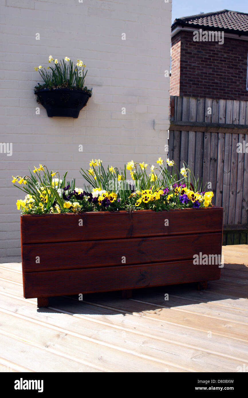 SPRING BULBS GROWING IN A WOODEN PLANTER Stock Photo - Alamy