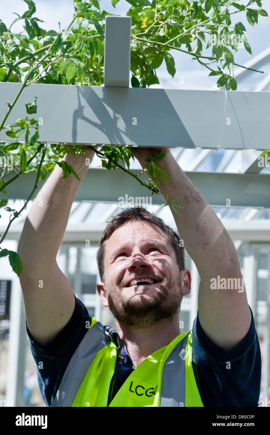 London, UK. 16th May 2013. Nick of the London College of Garden Design sets up a plant of Rosa Veilchenblau during the preparations for the RHS Chelsea Flower Show 2013 edition. 'Veilchenblau' is a hybrid multiflora rose cultivar that was bred in Germany in 1909. Credit:  Piero Cruciatti / Alamy Live News Stock Photo