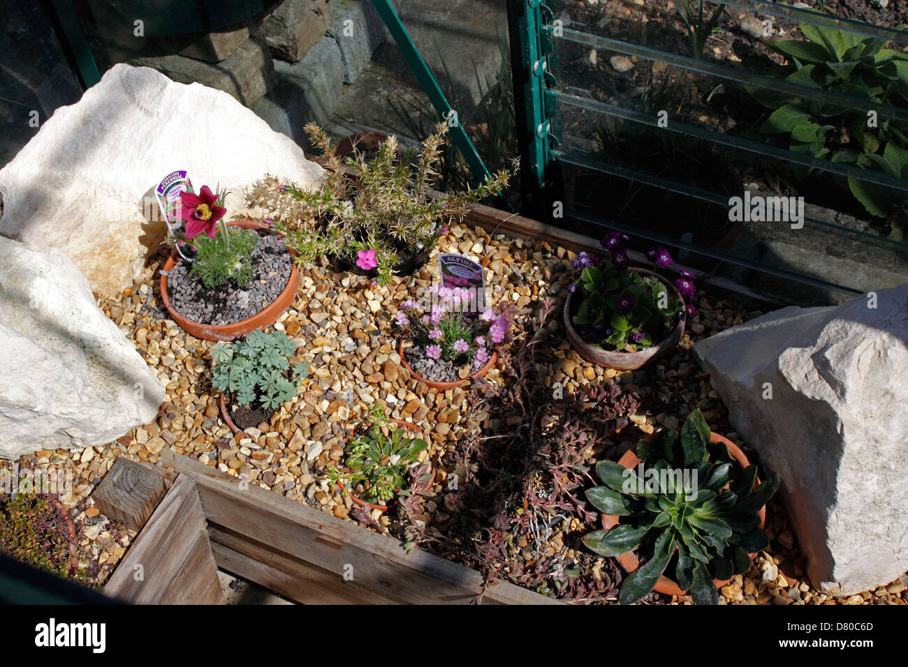 ALPINE PLANTS GROWING IN A GRAVEL FILLED TROUGH Stock Photo Alamy