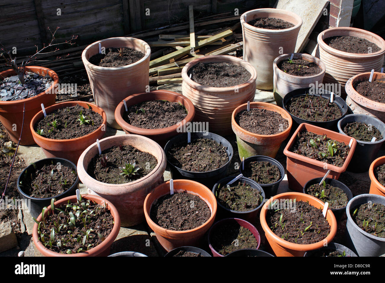 PLANTED CONTAINERS IN EARLY SPRING Stock Photo Alamy