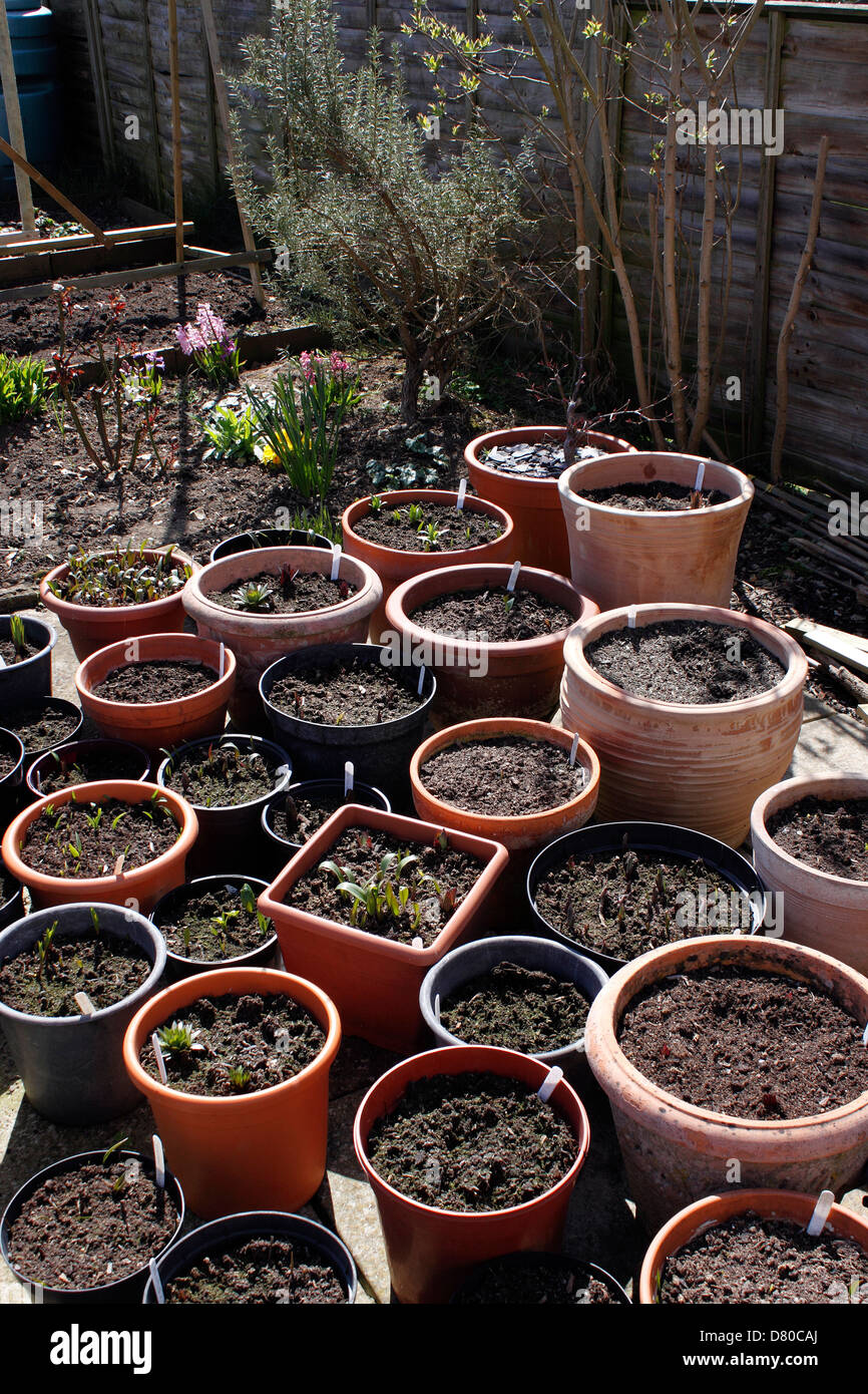PLANTED CONTAINERS IN EARLY SPRING Stock Photo Alamy