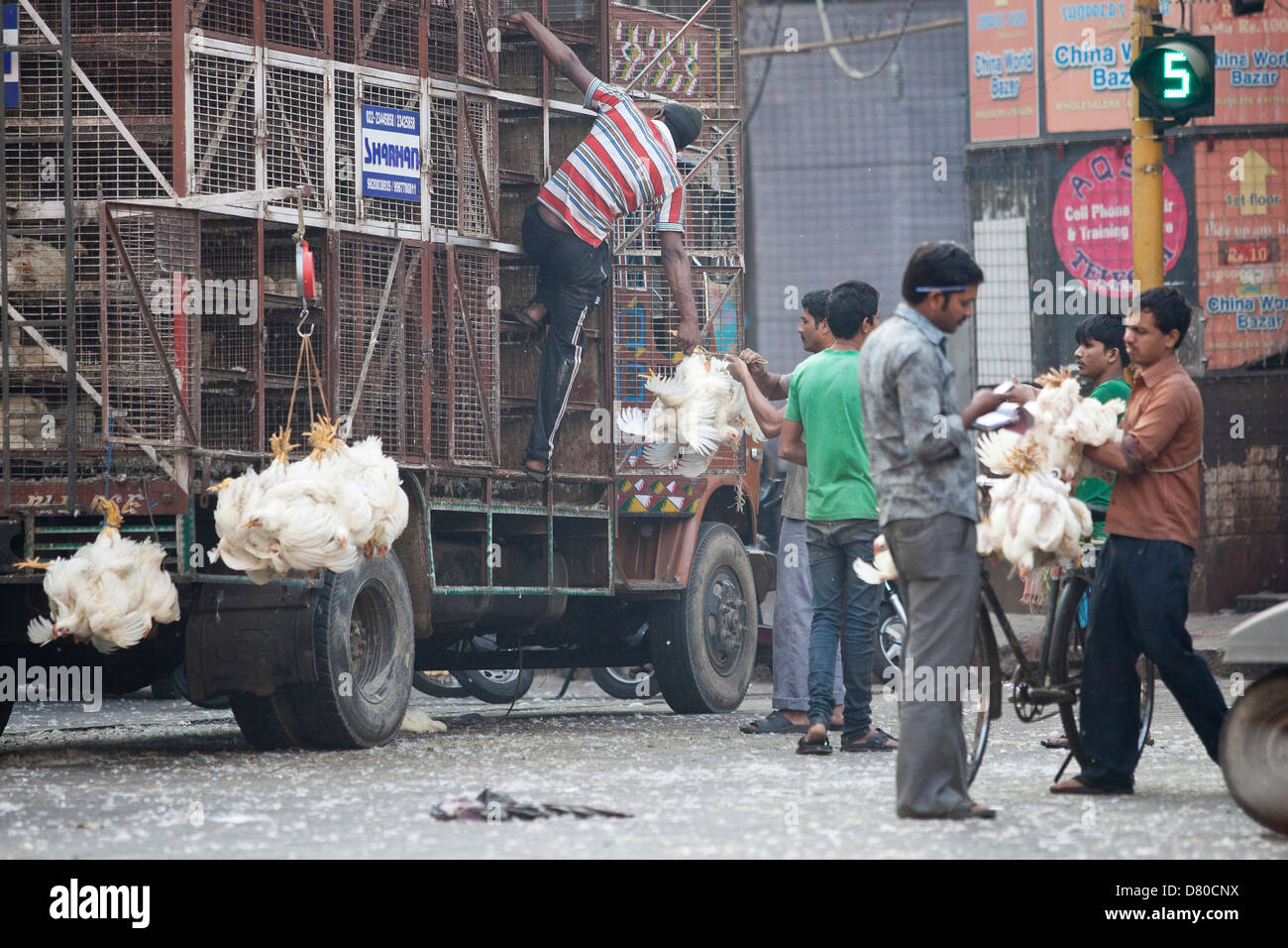 Buying and selling live chickens in Mumbai, India Stock Photo Alamy