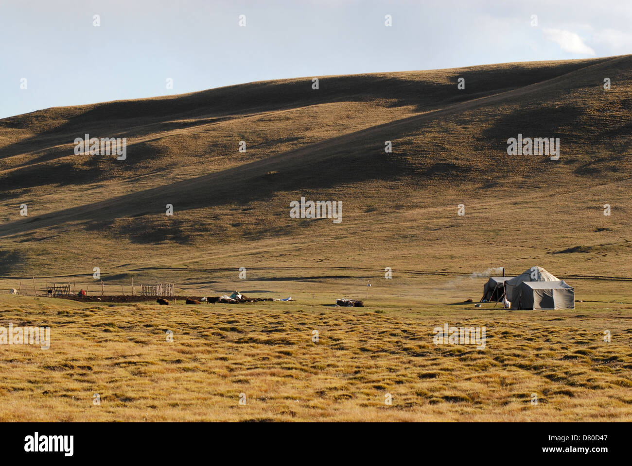 Kyrgyz yurt and cattle around it in the highland mountain pastures at the Song Kul lake. Naryn region, Kyrgyzstan Stock Photo