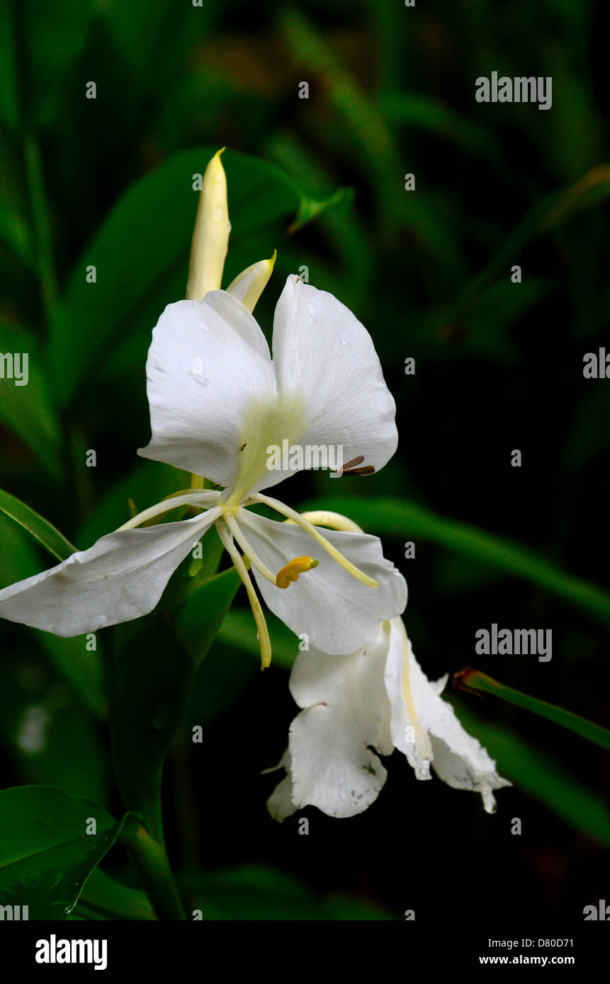 White ginger lily flower Stock Photo Alamy