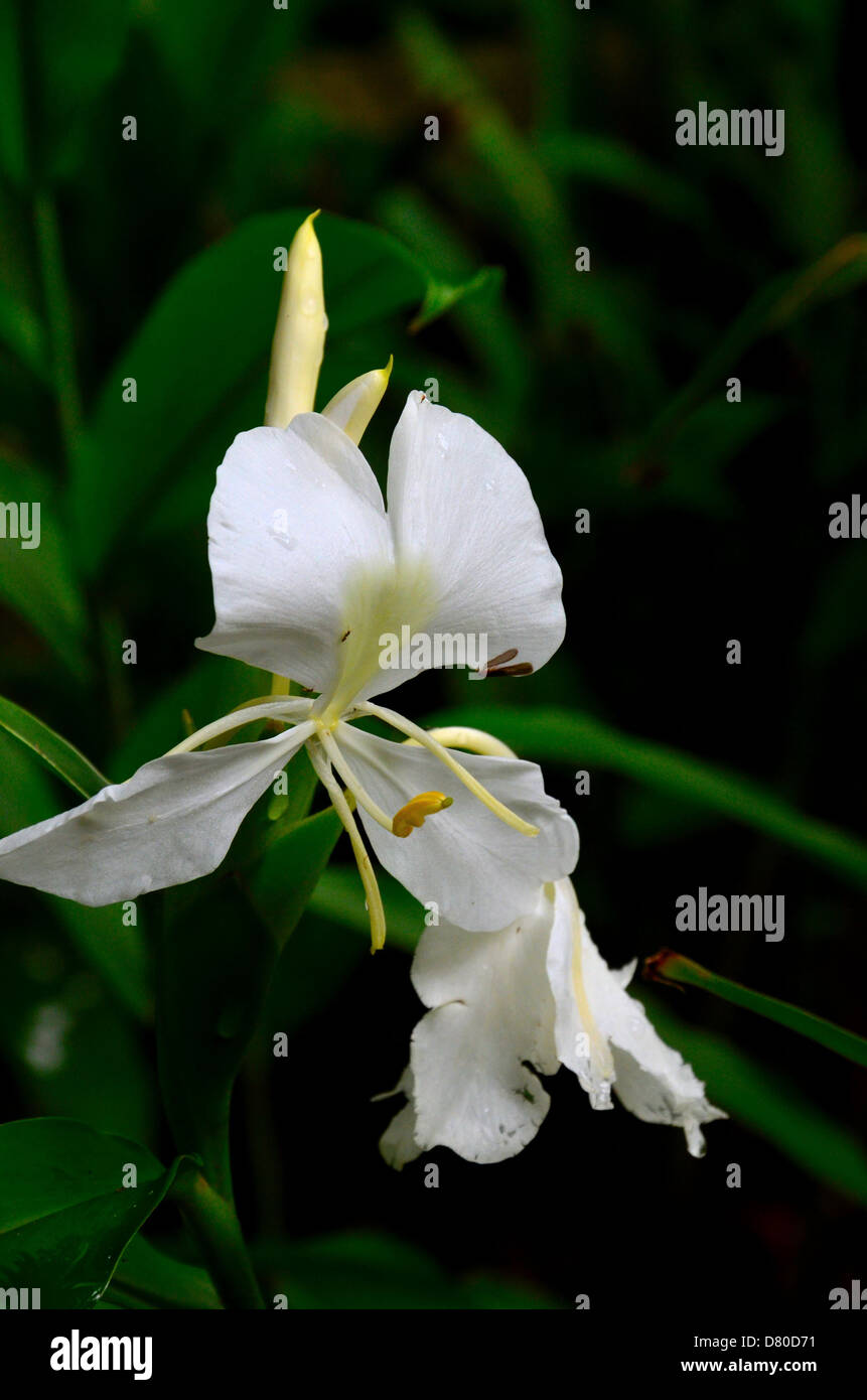 White ginger lily flower Stock Photo