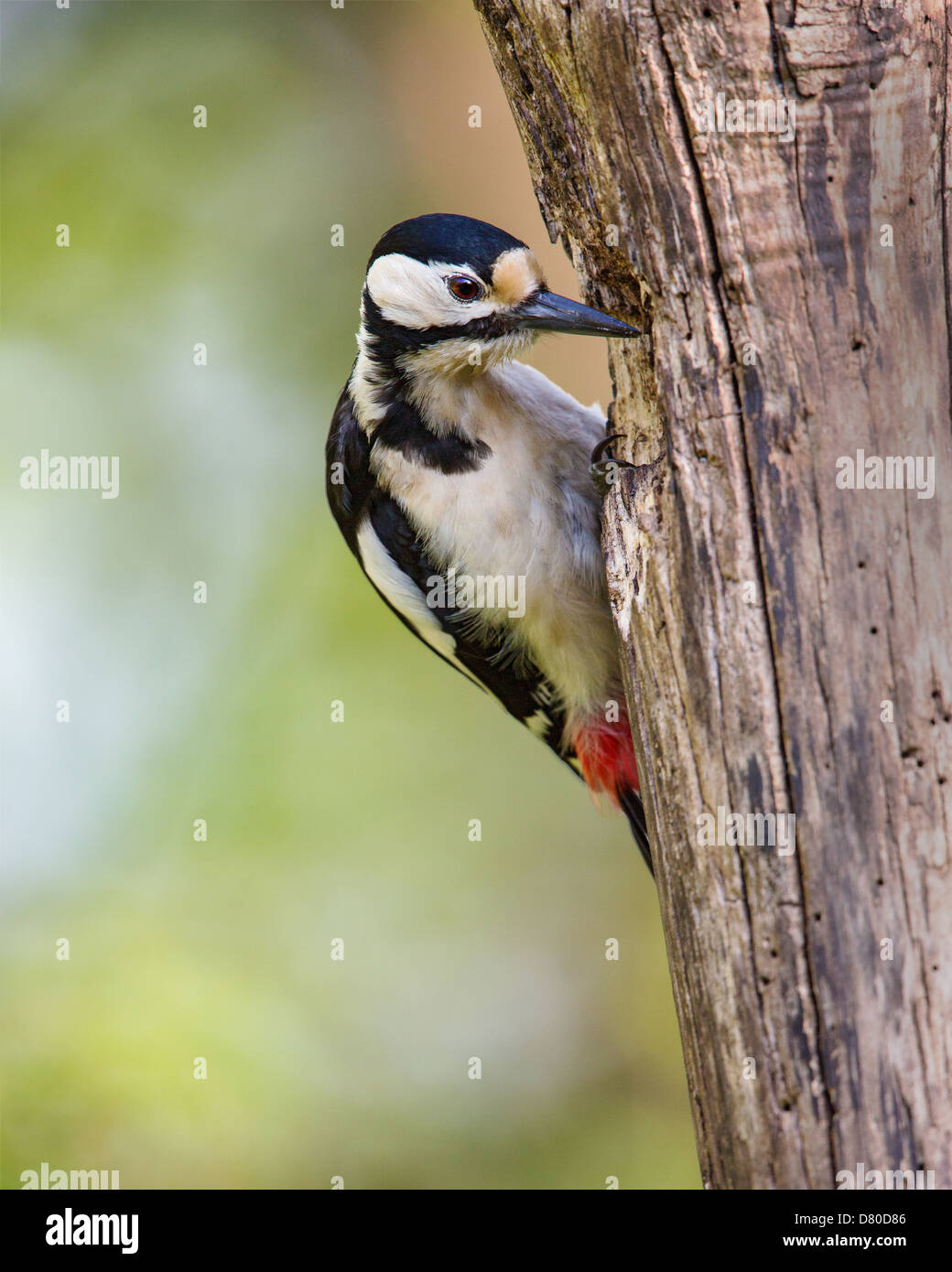 Close-up of a great spotted woodpecker (Dendrocopos major) pecking a nest hole into the side of a dead tree, Lee Valley, UK Stock Photo