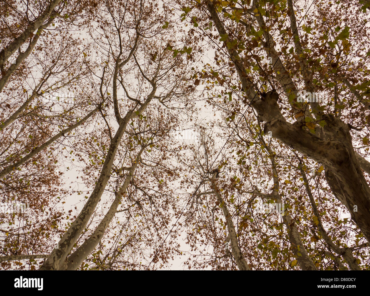 trees and leafless branches taken from below in autumn Stock Photo
